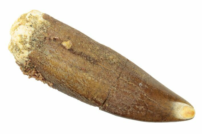 Fossil Sauropod Dinosaur (Titanosaur?) Tooth - Morocco #238731